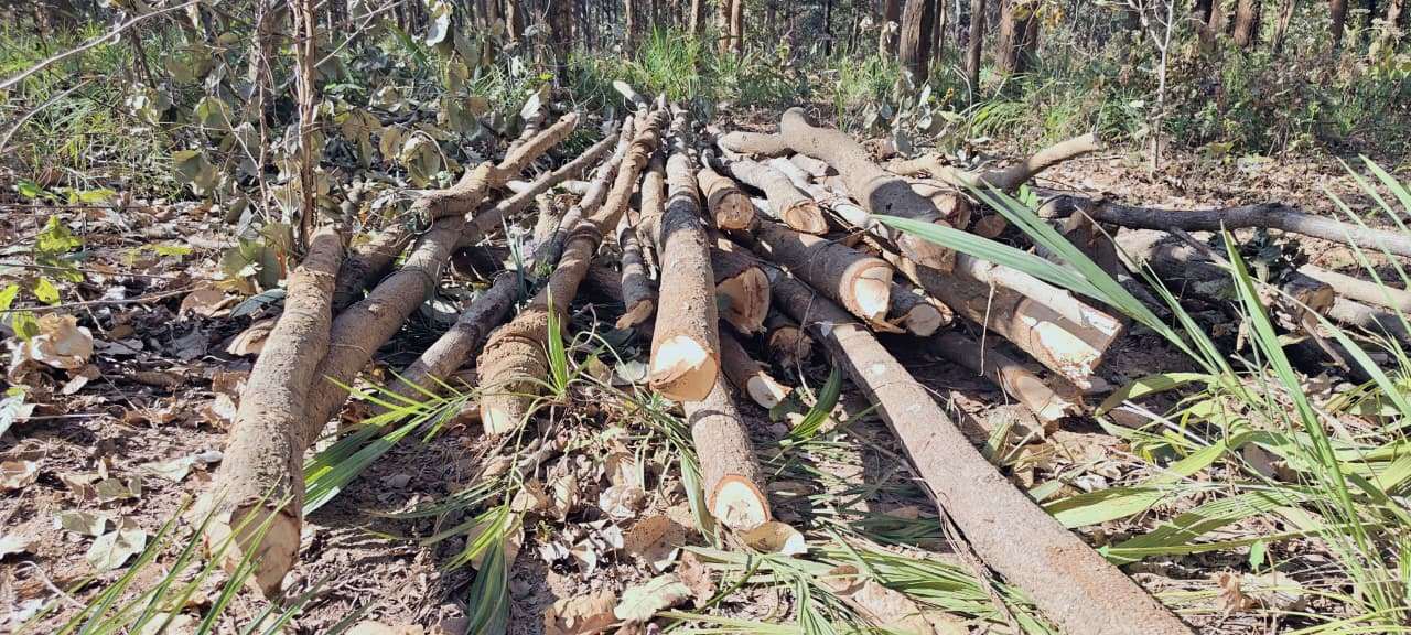 कागजों में वनों सुरक्षा और पेड़ो पर चल रही कुल्हाड़ी,