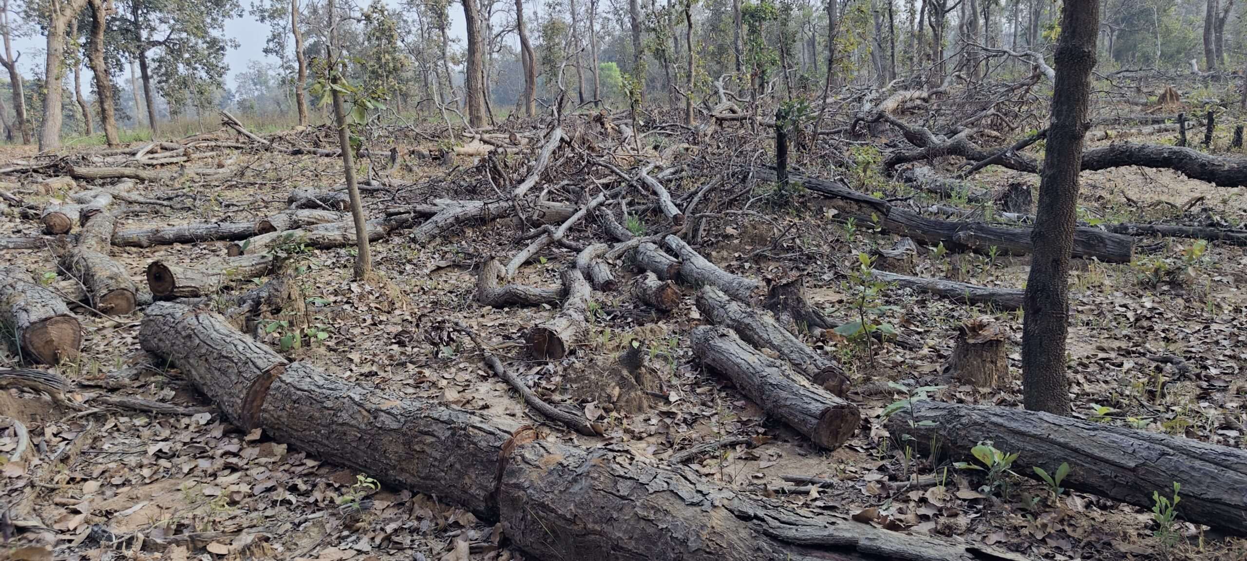 डोंगर परिक्षेत्र के वनों पर लकड़ी तस्करों की नजर साल पेड़ों की धड़ल्ले से कटाई, विभागीय मिलीभगत का आरोप