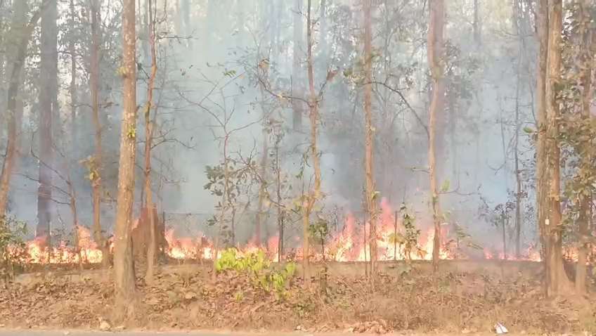 कोण्डागांव: वन अमले और डीएफओ की खींचतान में झुलस रहे जंगल...